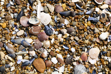 Seashells. pebbles. background. Beach.