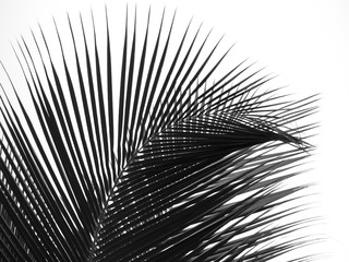 beautiful palms leaf on white background