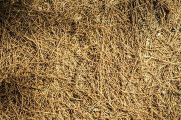 Close up of ground. Texture of Straw. Fresh clean bed of Straw