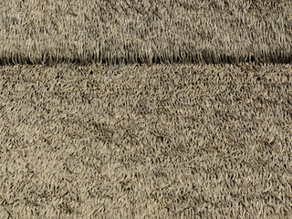 Dry palm leave roof