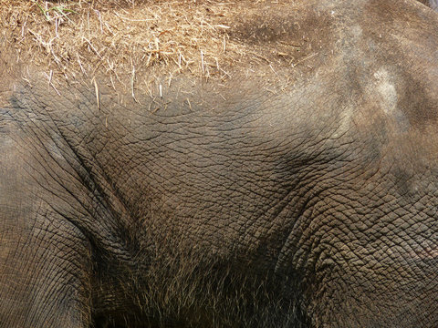 Elephant skin texture