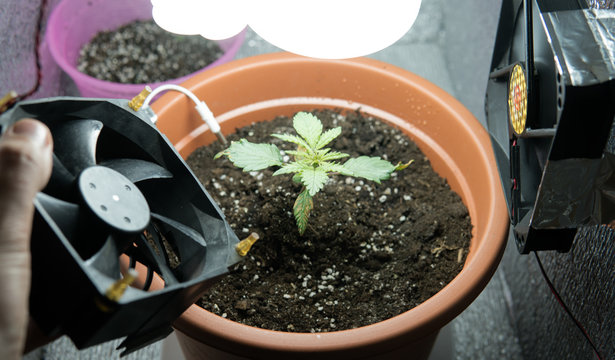 equipment for growing marijuana in growbox indoor.