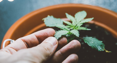 marijuana plant care process before harvest.