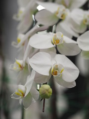 white orcid flower