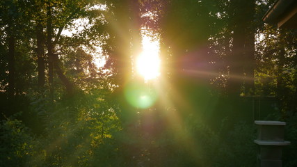 Sonnenlicht bricht im Wald