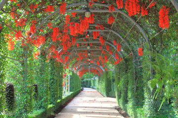 Beautiful new guinea creeper or scarlet jade vine blossoming in the garden tunnel
