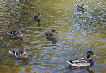 Ducks swimming in the lake.