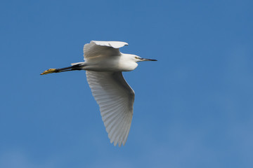 Little Egret, Heron, Egretta Garzetta