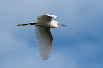 Little Egret, Heron, Egretta Garzetta