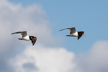 Eurasian Oystercatcher, Oystercatchers, Haematopus ostralegus