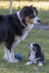 Australian Shepherd Hündin mit Welpe