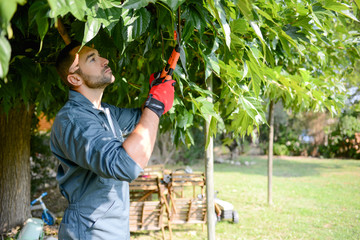 handsome young man gardener trimming hedgerow in a garden park outdoor