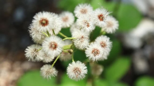 Blooming tree in spring time white ree in park