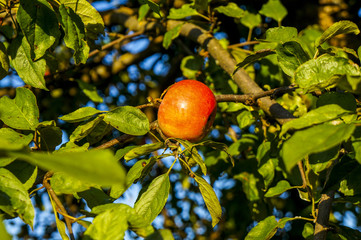 red juicy apples hang on a branch..harvesting time from the autumn varieties of red apple trees.