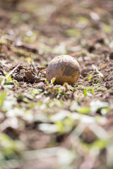 Reife, saftige Kartoffel auf geerntetem Kartoffelfeld 