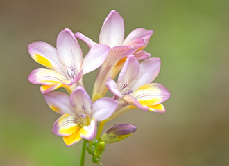Freesia