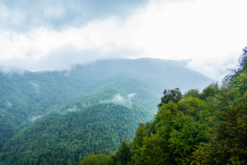 Naklejka premium Forested mountain slope in low lying cloud with the evergreen conifers shrouded in mist in a scenic landscape view