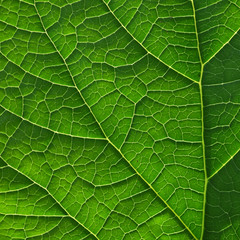 leaf texture