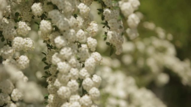 Blooming tree in spring time white ree in park