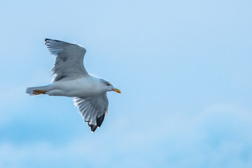 Flying seagull in the sky above the sea close up