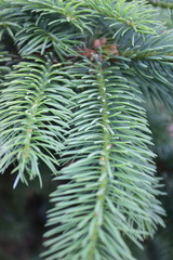 Naklejka na ściany i meble Spruce branches with green needles
