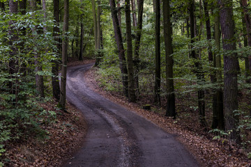 Fototapeta premium the winding road in the middle of a deep dark forest in autumn