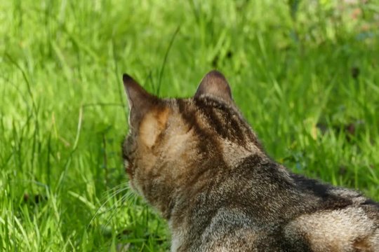gattina nel campo