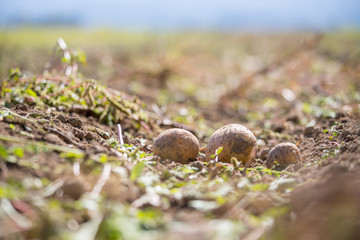 Reife, saftige Kartoffel auf geerntetem Kartoffelfeld 