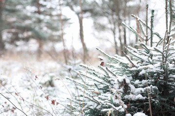 Winter forest. Landscape of winter forest on a sunny day. Snow-c