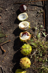 nature chestnut tree