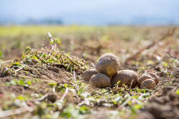 Reife, saftige Kartoffel auf geerntetem Kartoffelfeld 