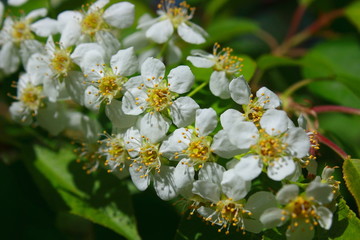 Obraz na płótnie Canvas white flowers of an apple tree on a branch in spring.