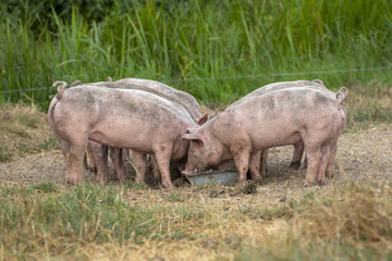 Young pink, piglets, eating together out of a trough.