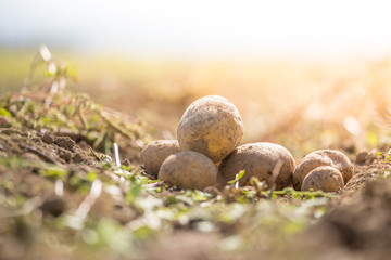 Reife, saftige Kartoffel auf geerntetem Kartoffelfeld 