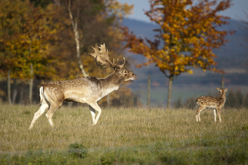 Damhirsch mit kleinem Reh in der Abendsonne
