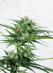 plant of marihuana inflorescence, on white background, Cannabis indica