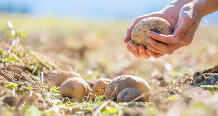 Bauer hält reife, saftige Kartoffeln in den Händen,  geerntetem Kartoffelfeld 