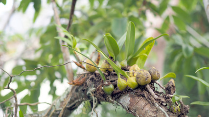 Green leaves background. Green leaves plant parasite on a tree.