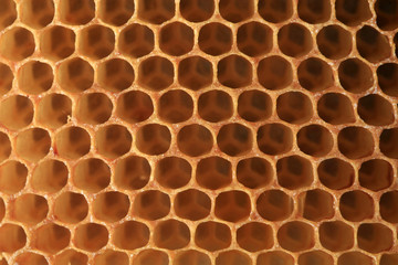 View on shape cell an honeycomb. A bee patch made by bees from wax. It is used for storing honey, perga and for breeding larvae.