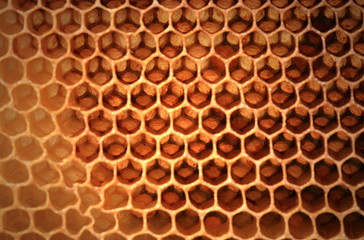 View of bee honeycombs against the light. Abstraction stained glass created by nature, bees.