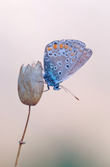 Argo azzurro (Polyommatus icarus)