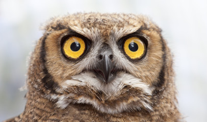 close up portrait of an Owl with huge eyes an a sharp beak