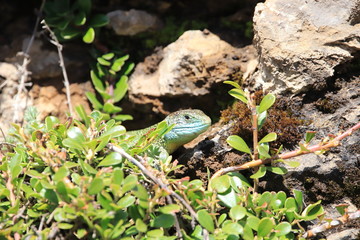 Western green lizard hidden in his shelter, Lacerta bilineata specie
