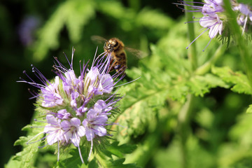 Bee, apis mellifera and honey plant phacelia. A honey and pollen plant also cultivated for beekeeping
