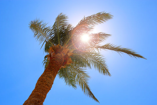 Sun rays make their way through branches of palm tree. Travel concept