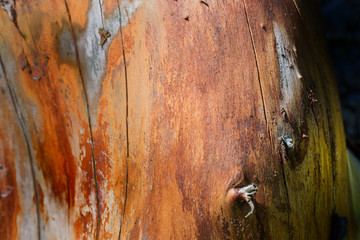 A close up log, without bark, in warm golden tones.