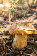 Porcini in the forest