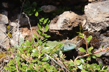 Western green lizard hidden in his shelter, Lacerta bilineata specie
