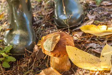 White mushroom in the forest