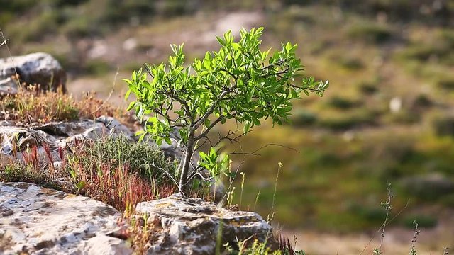 Small tree growing in the grass on top of cliff